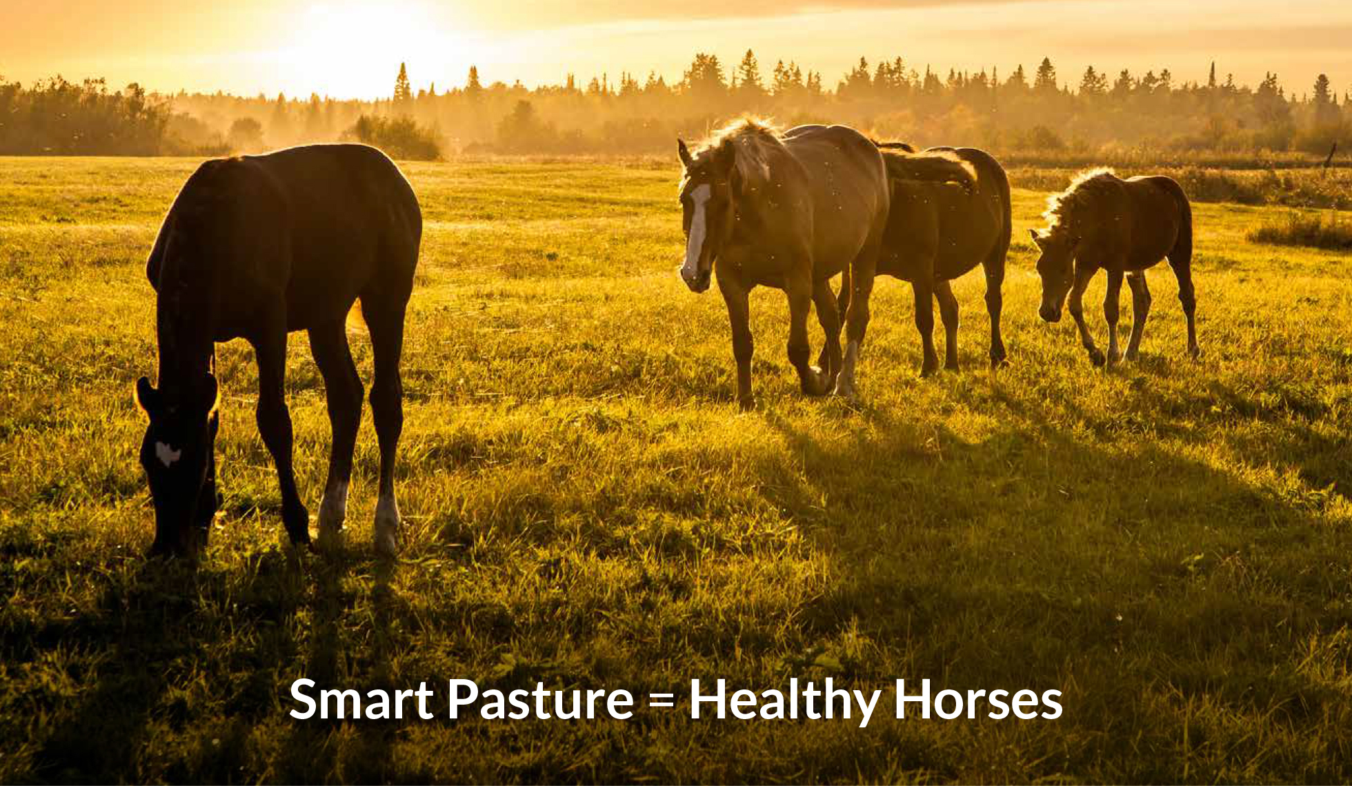 Healthy pastures with Ragan & Massey