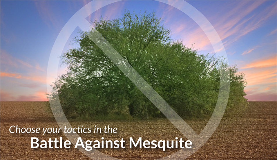 Mesquite Tactics by Ragan & Massey