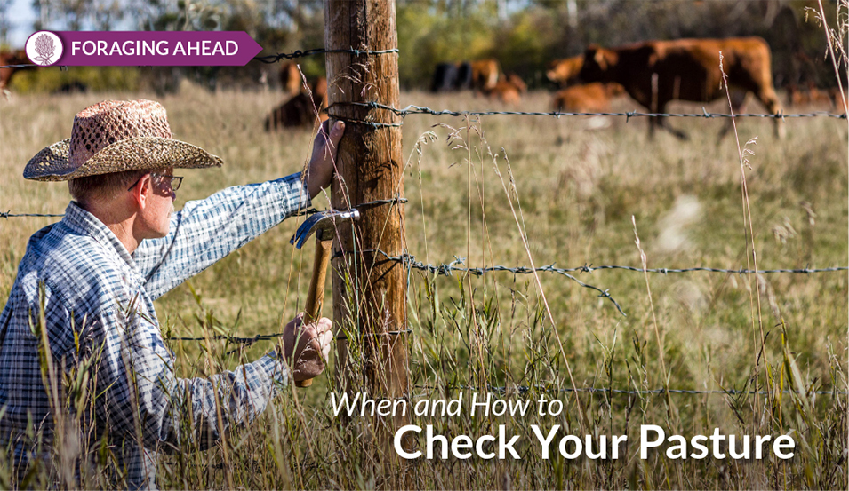 Checking Pastures by Ragan & Massey