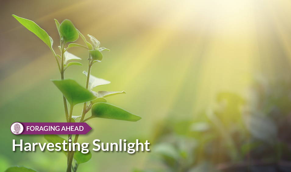 Foraging Ahead: Harvesting Sunlight and productive pastures by Ragan & Massey