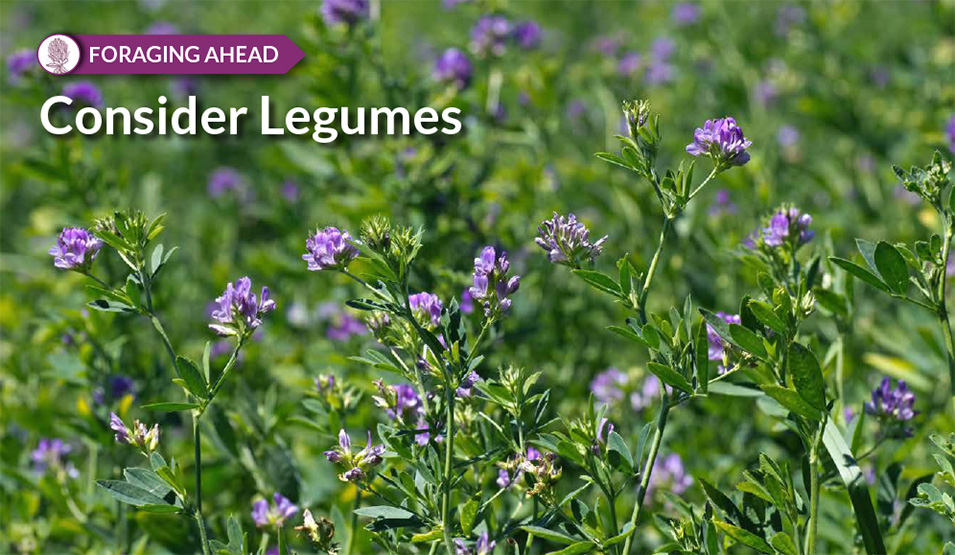 Legumes for productive pastures, by Ragan & Massey