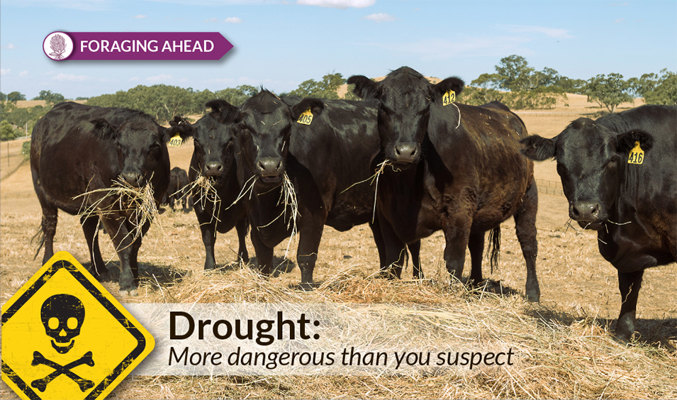 Productive Pastures: The dangers of drought