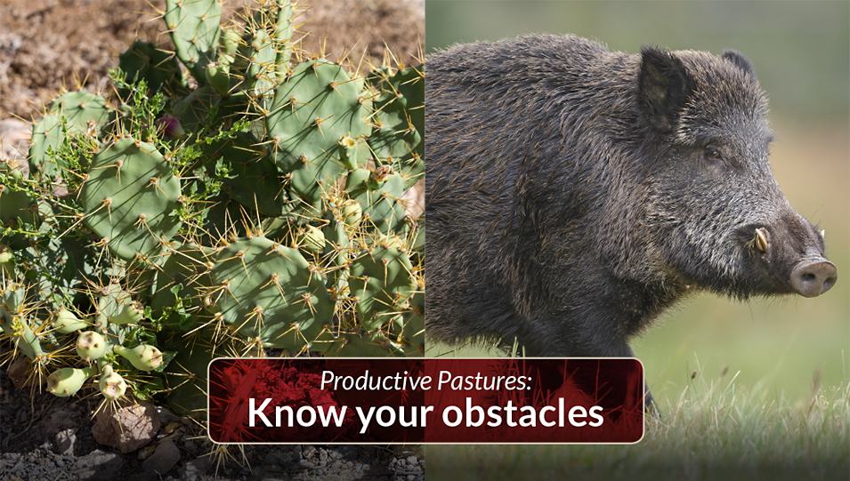 Productive pastures: Know your obstacles when establishing pasture