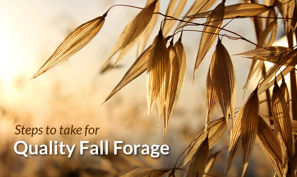 Forage Oats in Fall