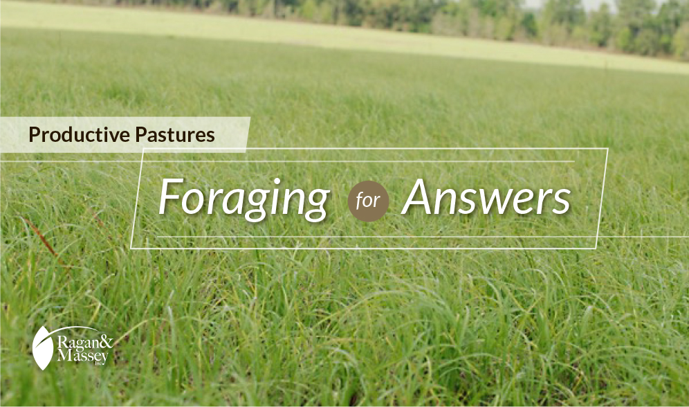 Selecting forage for a productive pasture