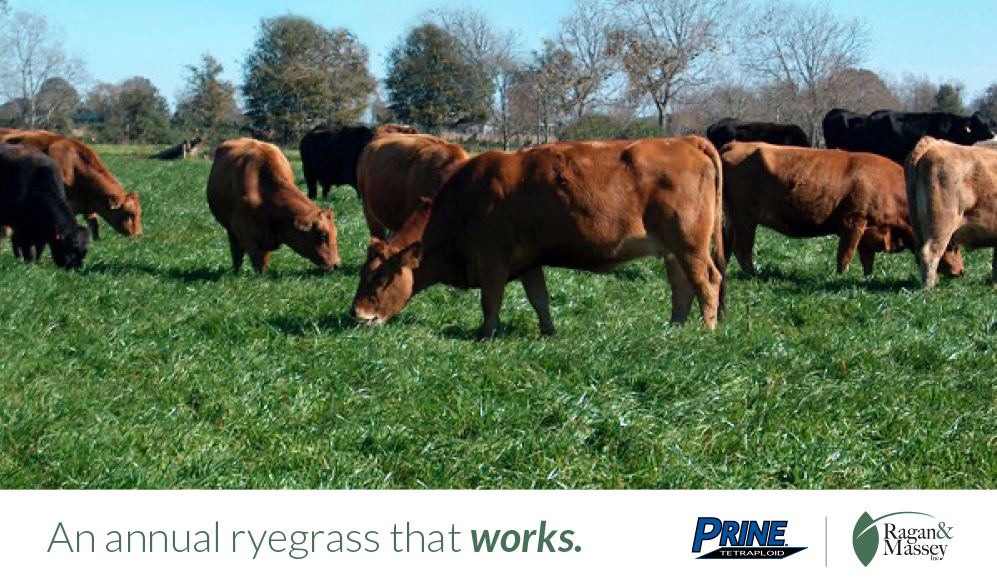 Prine Annual Ryegrass for forage production