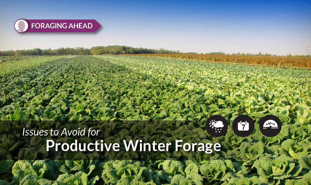 9 Reasons Winter Annual Forages See Production Problems
