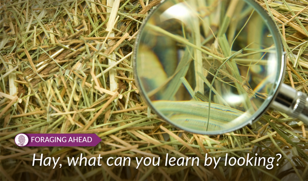 What can we learn with a visual examination of hay?