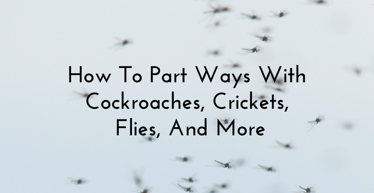 How To Part Ways With Fire Ants, Crickets, Flies