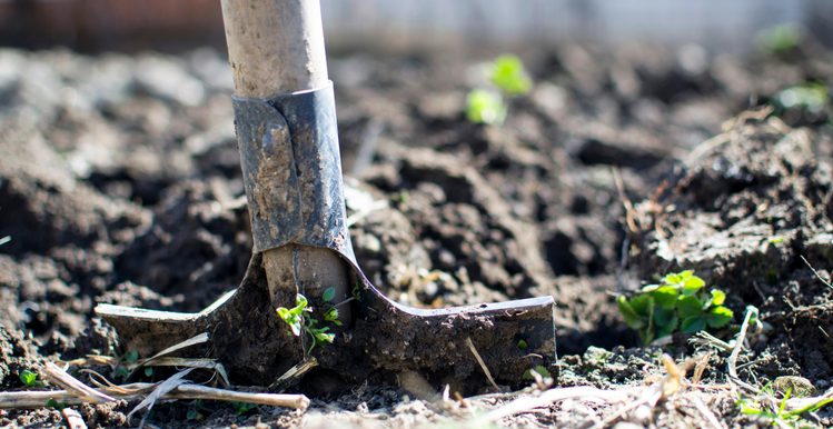 5 Basic Gardening Tools Everyone Should Have