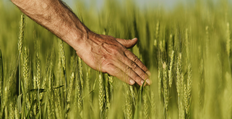 Ode To The American Farmer