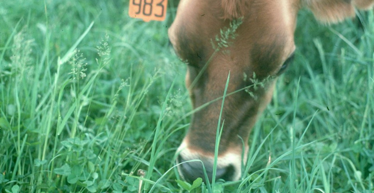 Forage Crop Diversity