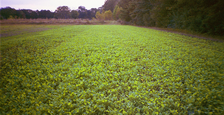 Food Plots Are Easy