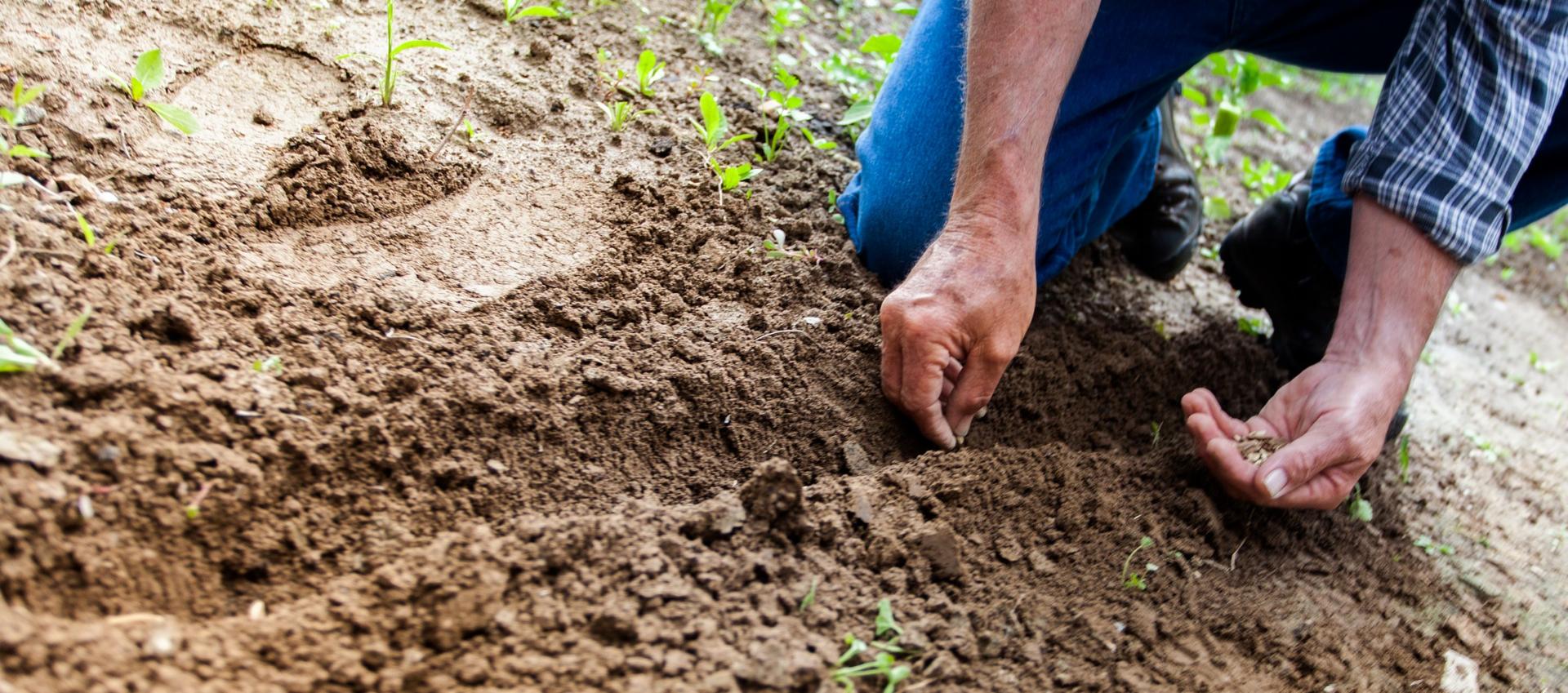 Fertilizing Without Soil Sample