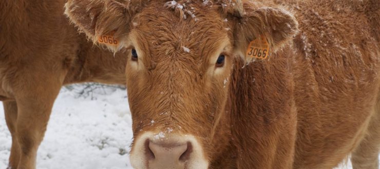 4 Ways To Keep Your Herd Alive This Winter