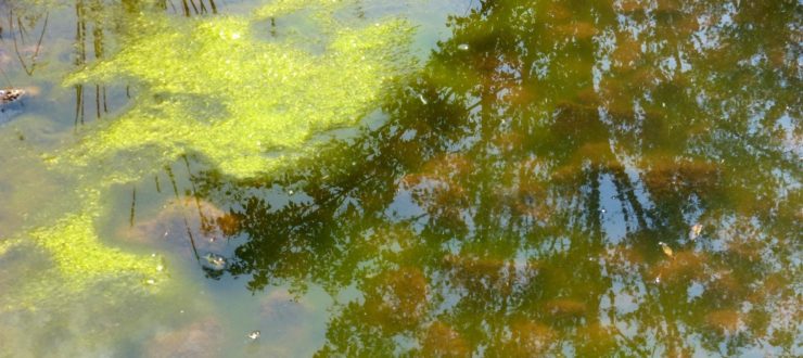 How to Get Pond Algae to Sleep with the Fishes