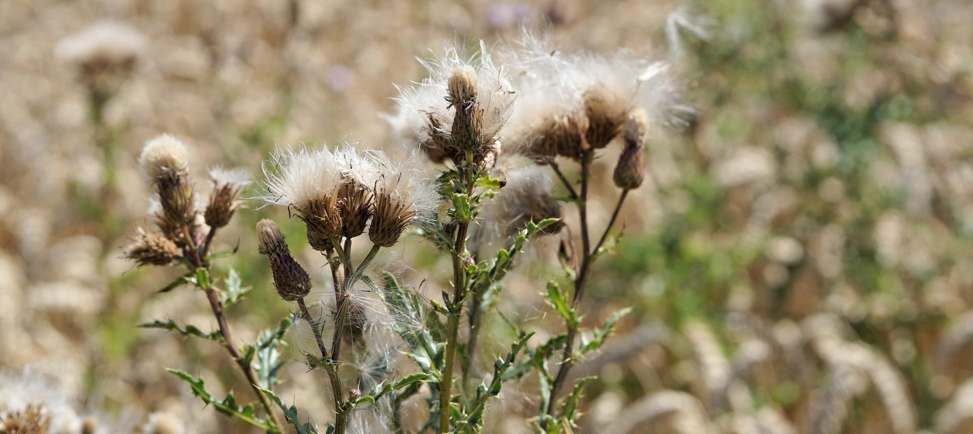 The 4 Most Effective Ways To Kill Weeds In Your Yard