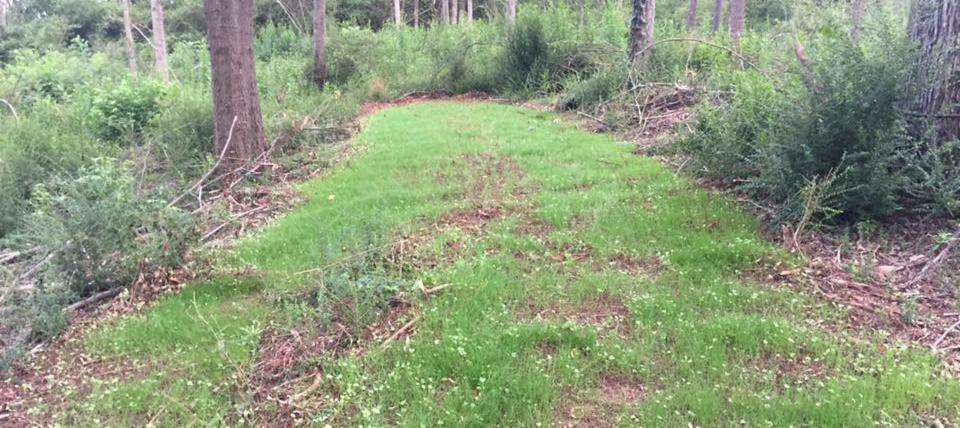 How To Control Weeds In Food Plots