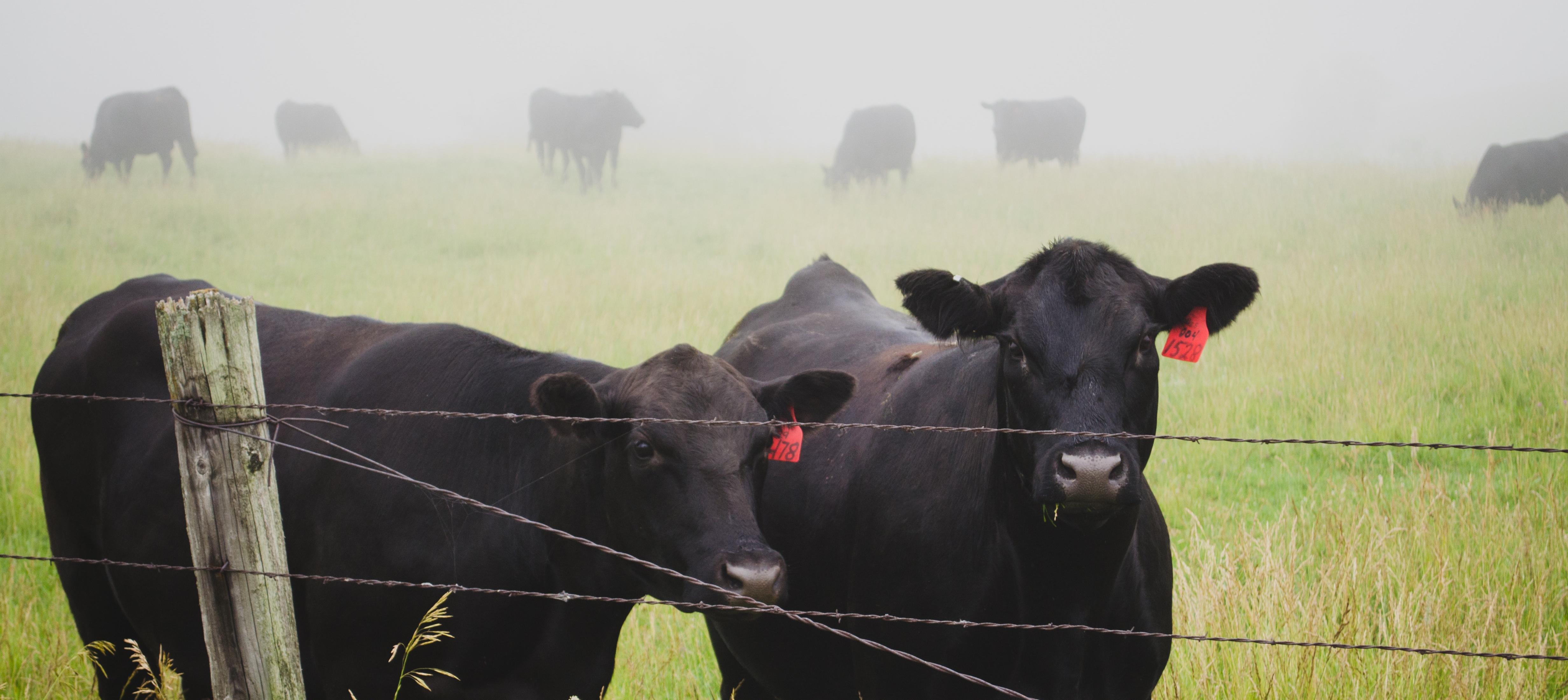 How To Choose The Right Seed For Your Pasture