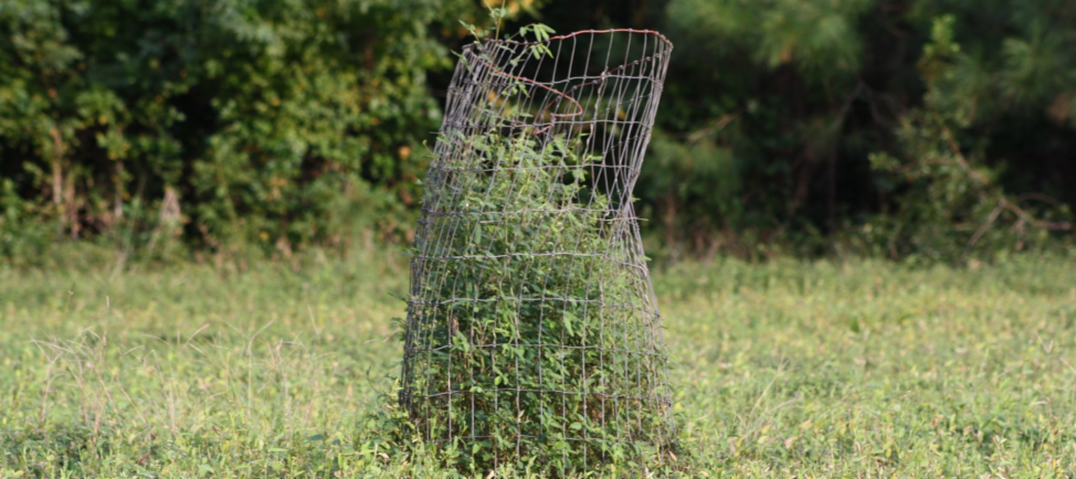 EXCLUSION CAGES