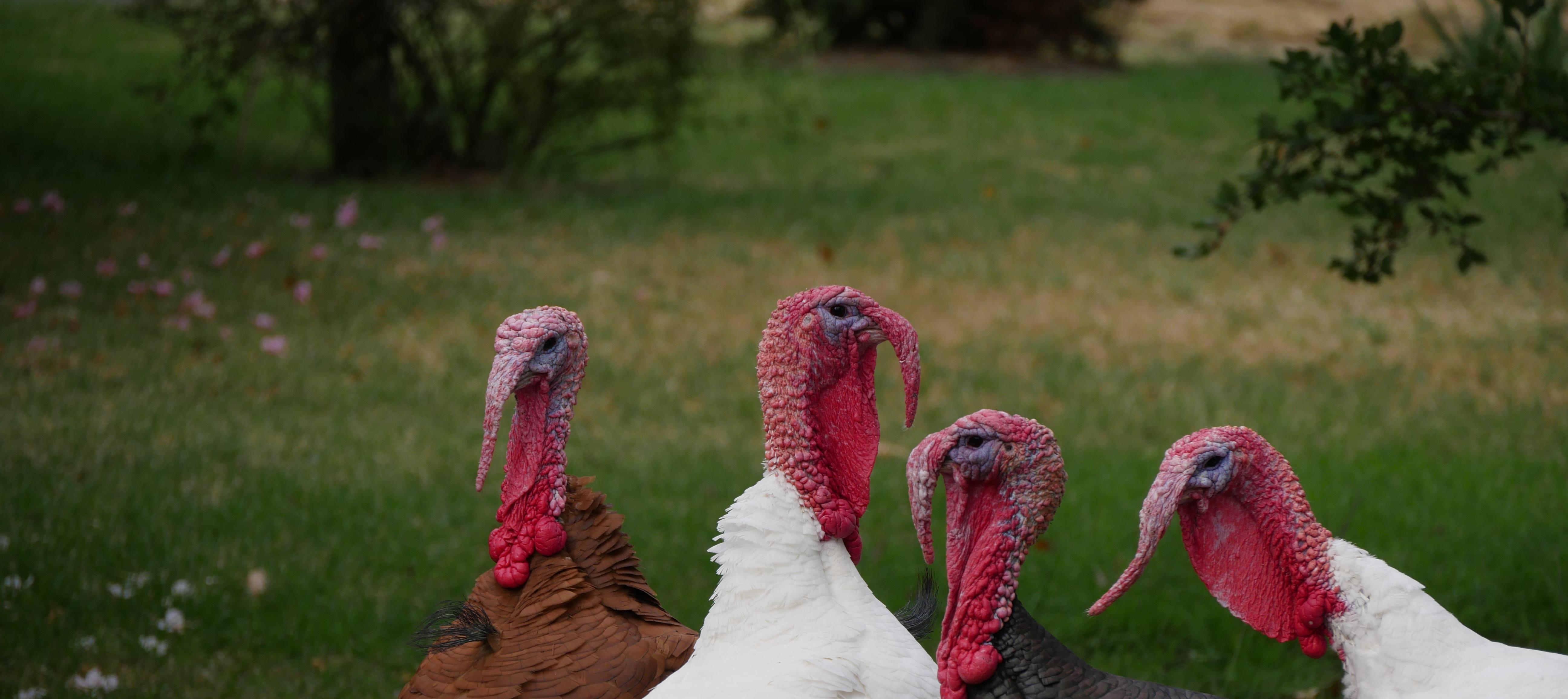 Let’s Talk About The Turkey On Your Table