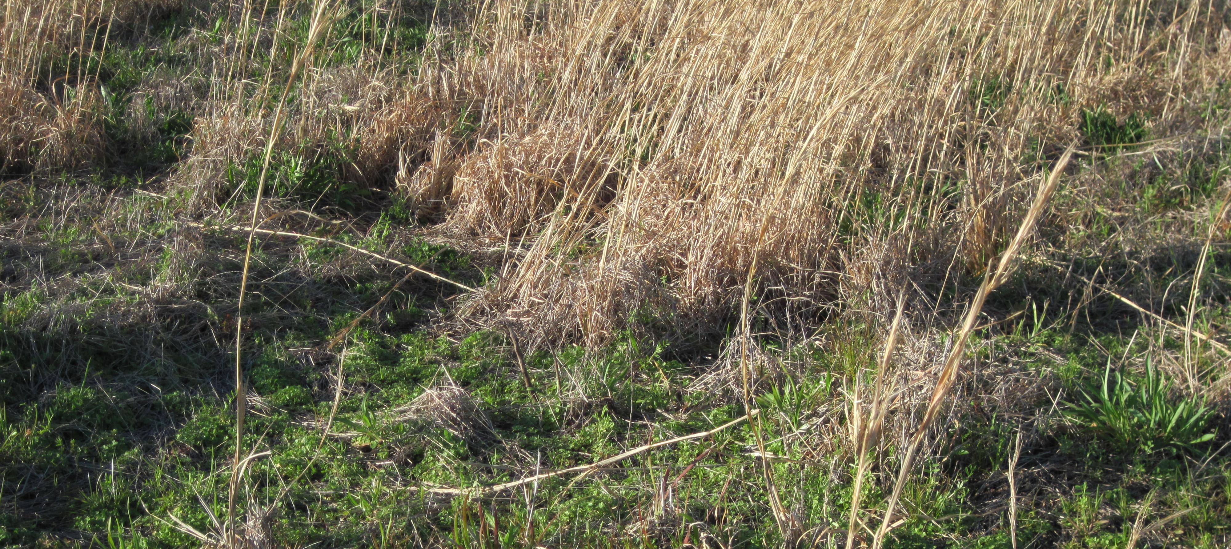 Broomsedge in Pastures